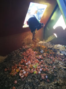 Biobin high quality compost