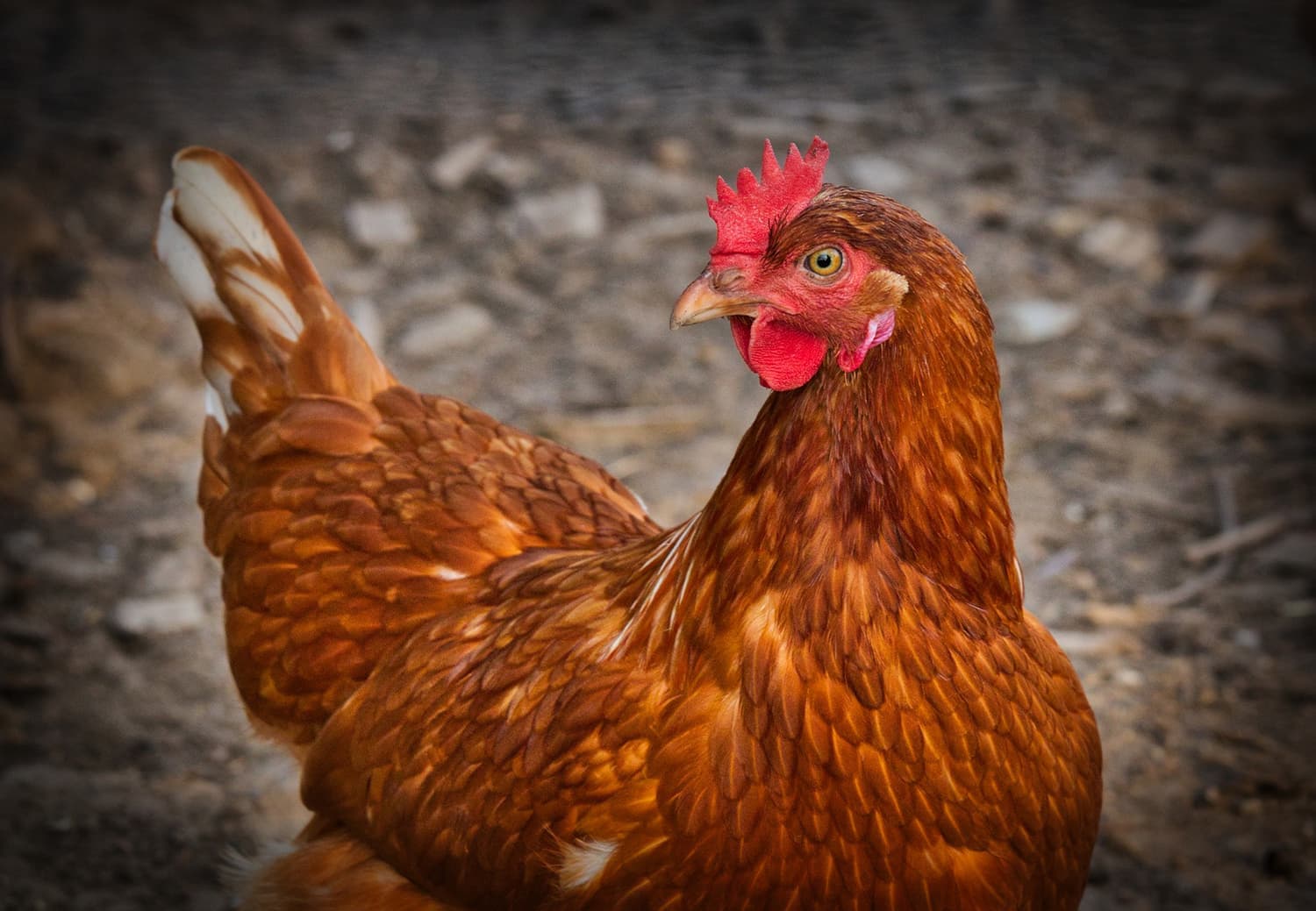 Avian flu SA